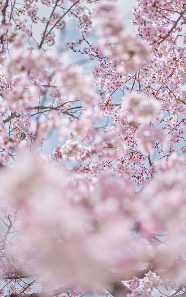 Sakura and Sky 6, Kyoto, Japan