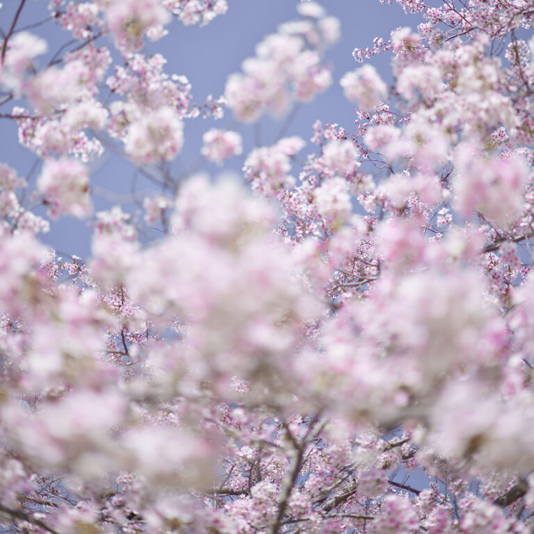 Sakura and Sky 9, Kyoto, Japan
