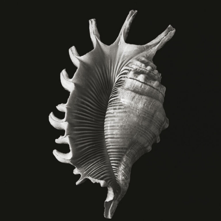 Conch