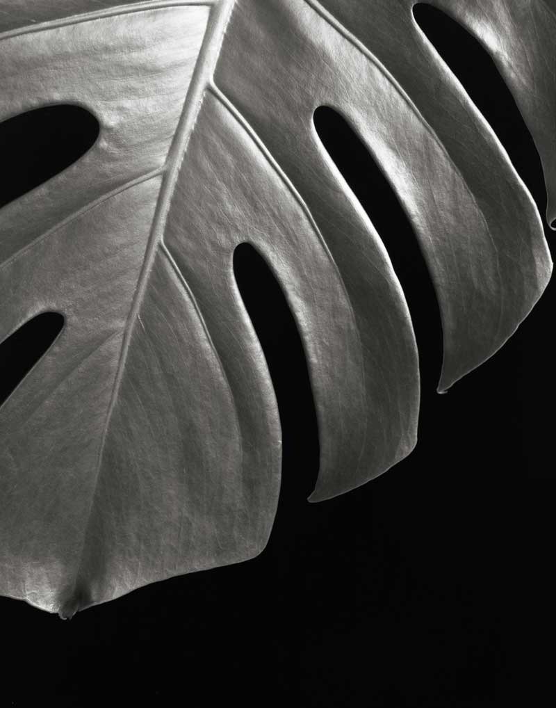 Monstera Leaf III