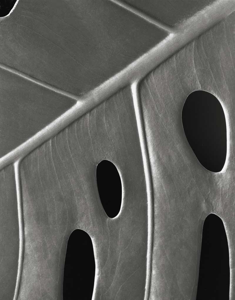 Monstera Leaf II
