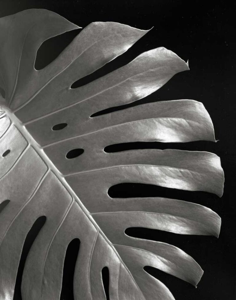 Monstera Leaf I