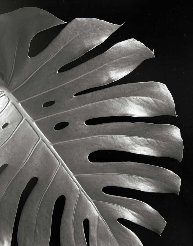 Monstera Leaf I