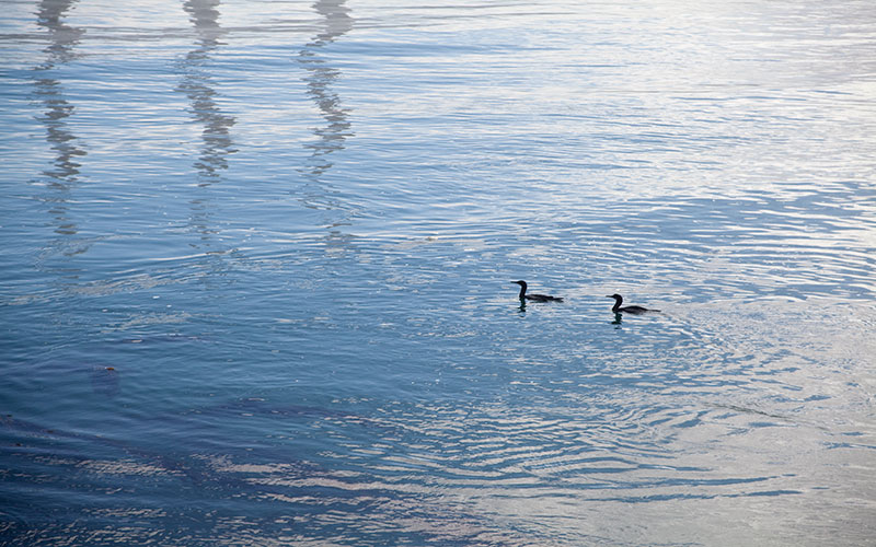 Morro Reflections I