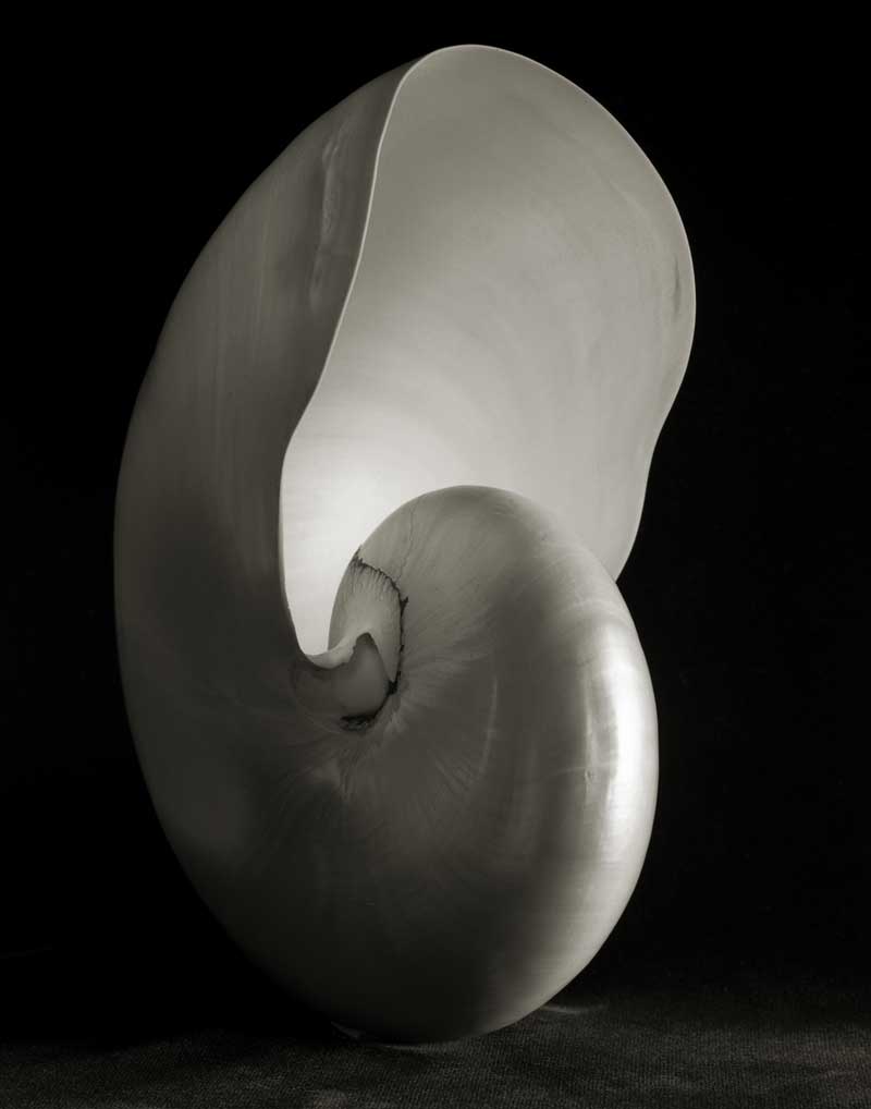 Nautilus