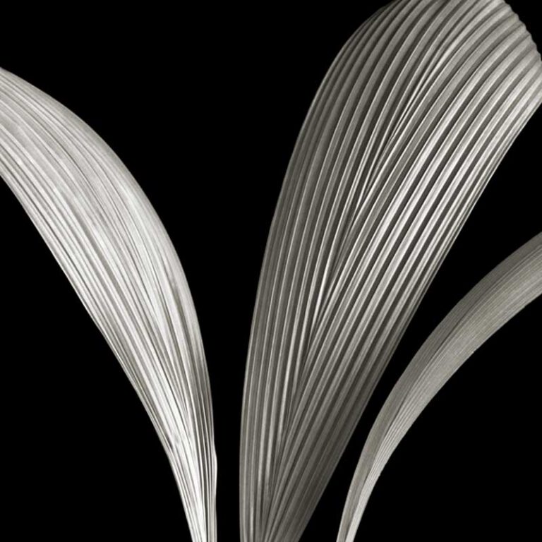 Ribbed Leaves II