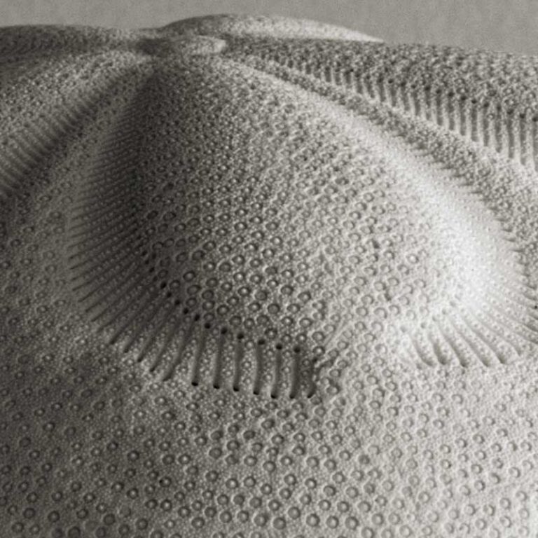 Sand Dollar IV