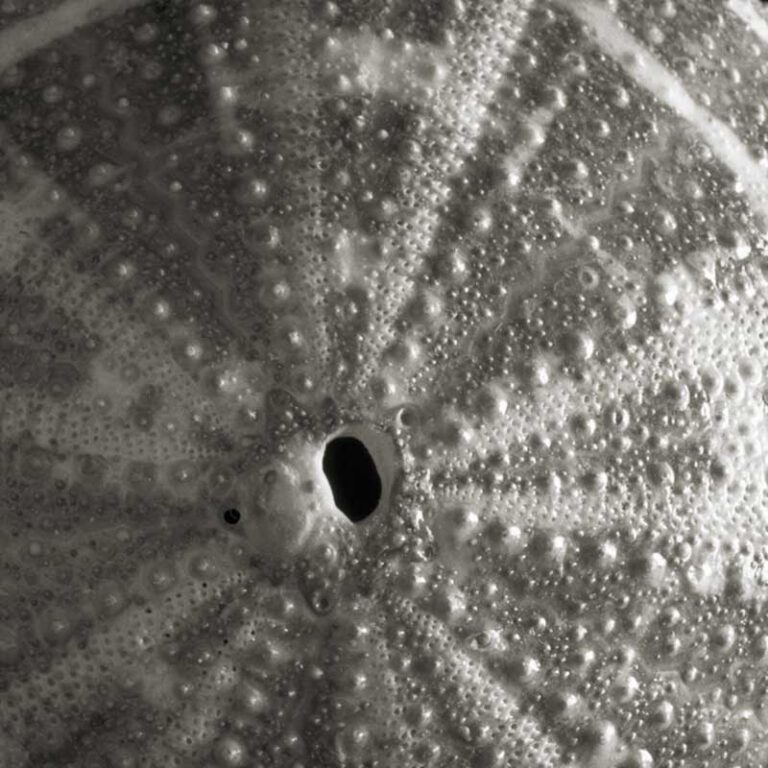 Sea Urchin