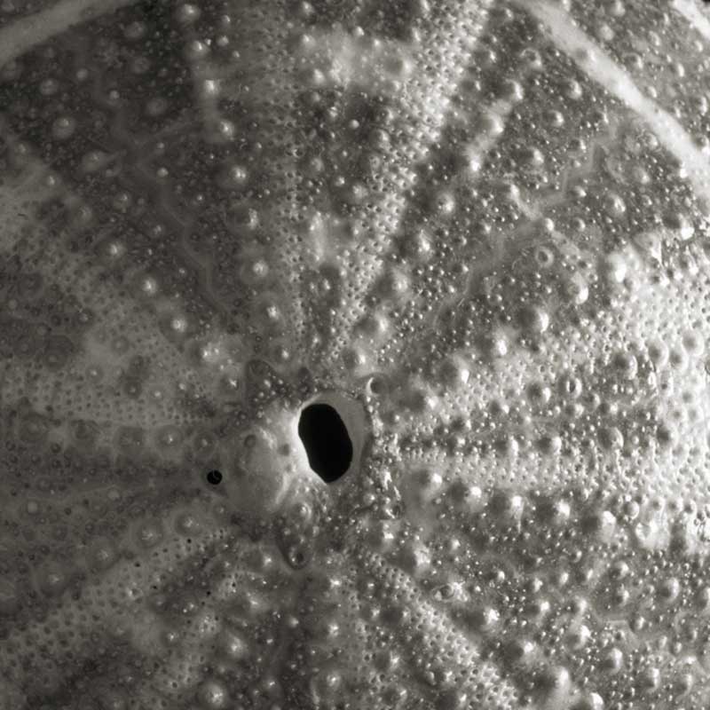 Sea Urchin