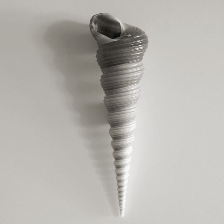 Spiral