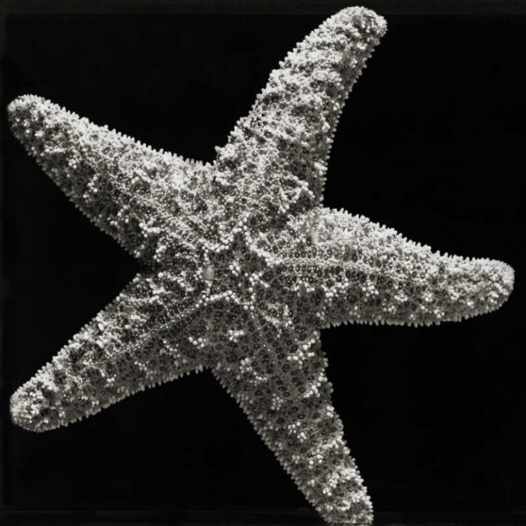 Sugar Star
