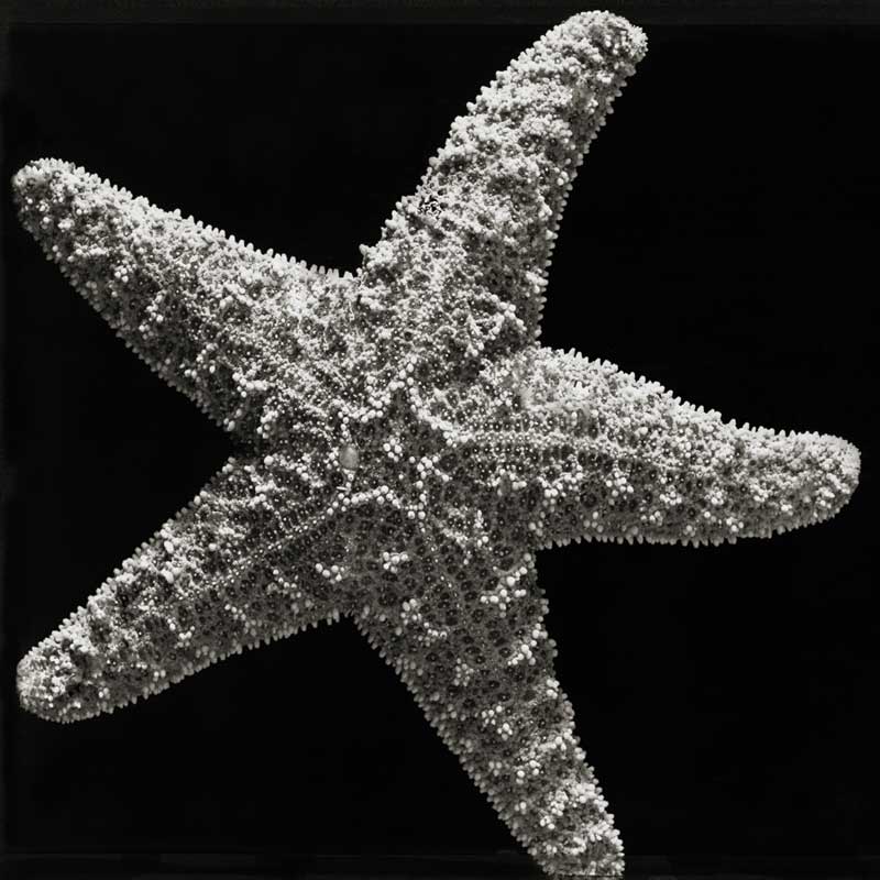 Sugar Star