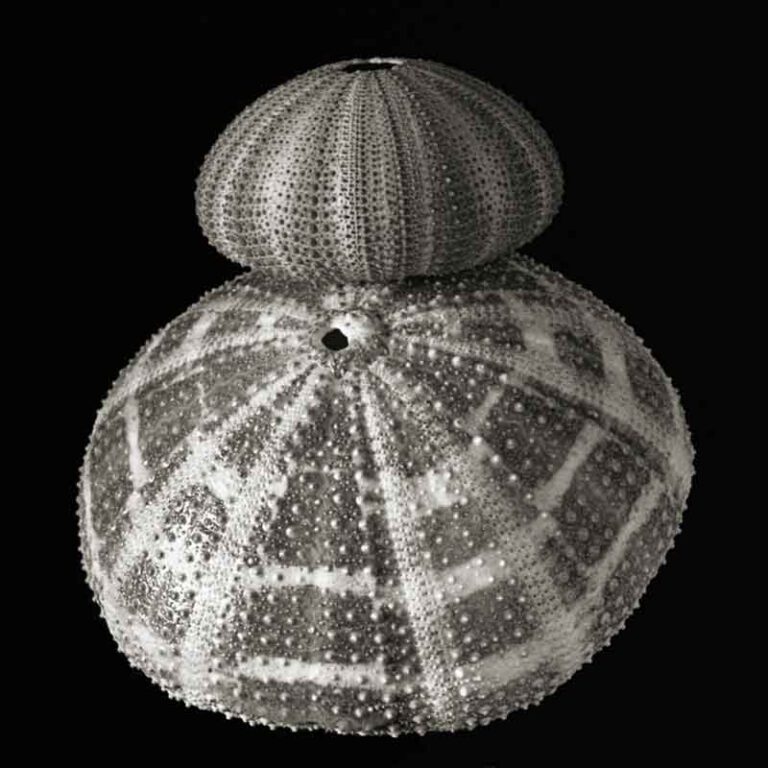 Urchins