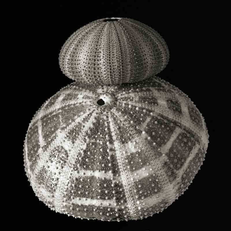 Urchins