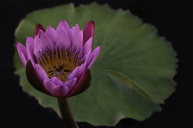 Single Fuschia Lotus