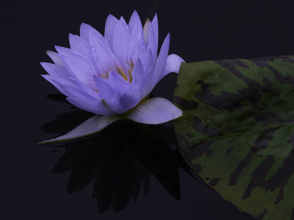 Single Lavender Lotus