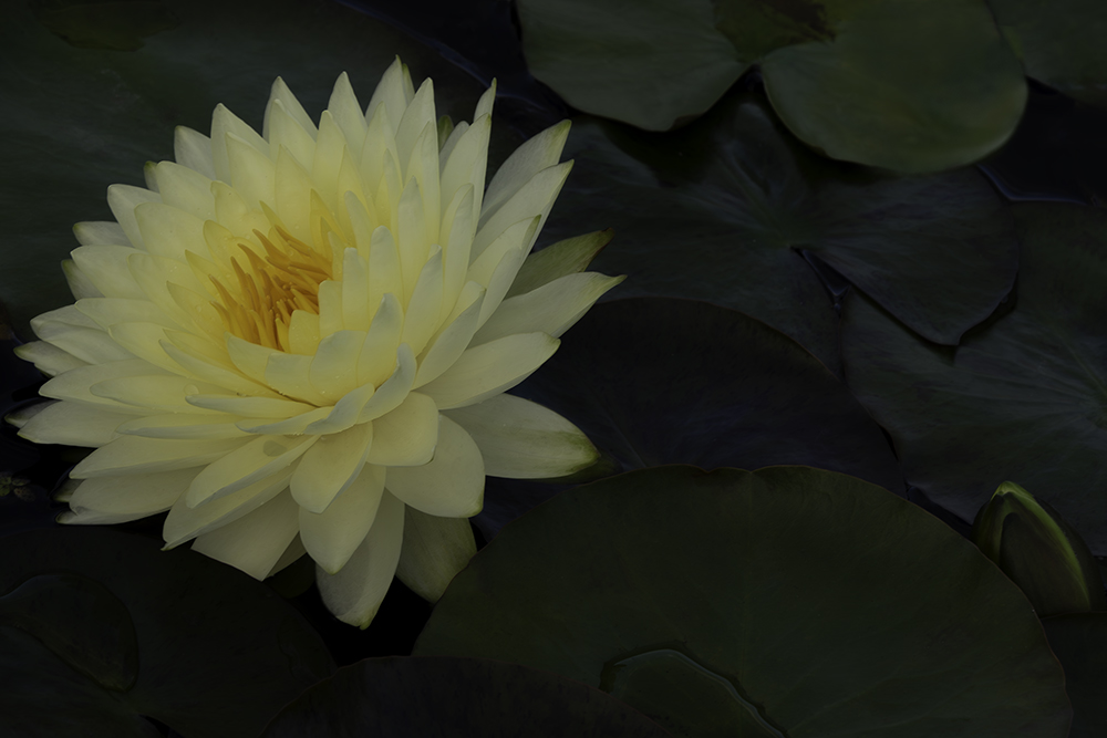 Single Yellow Lotus