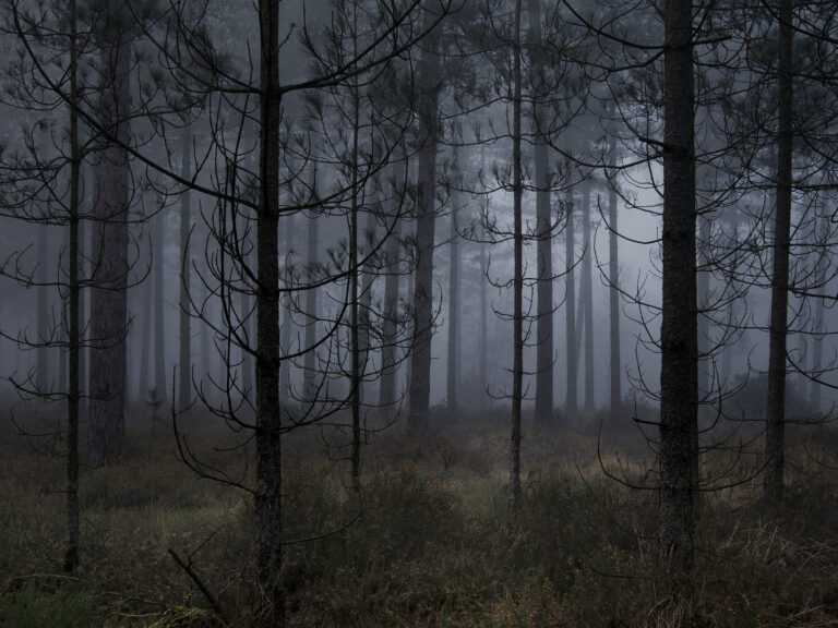 Stillness 1