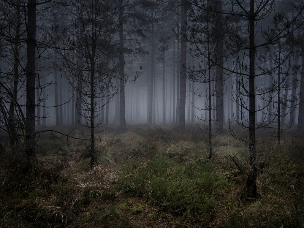 Stillness 5