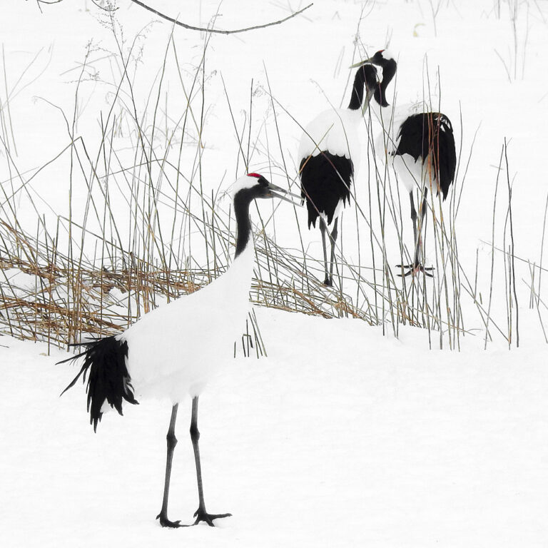 Tancho Birds 5