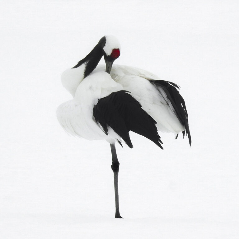 Tancho Birds 6
