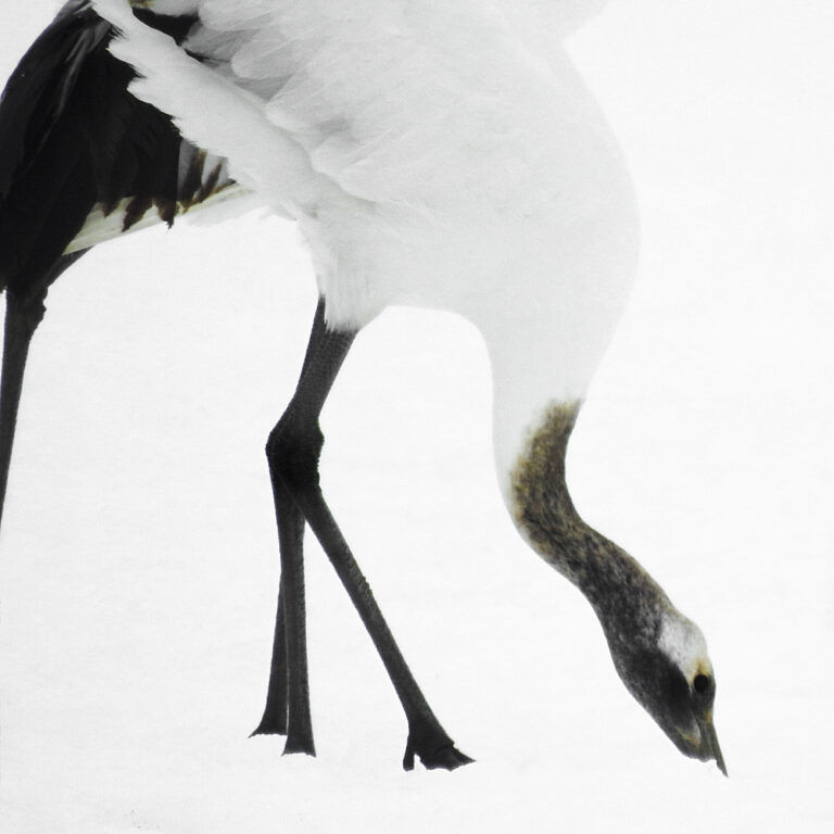 Tancho Birds 7
