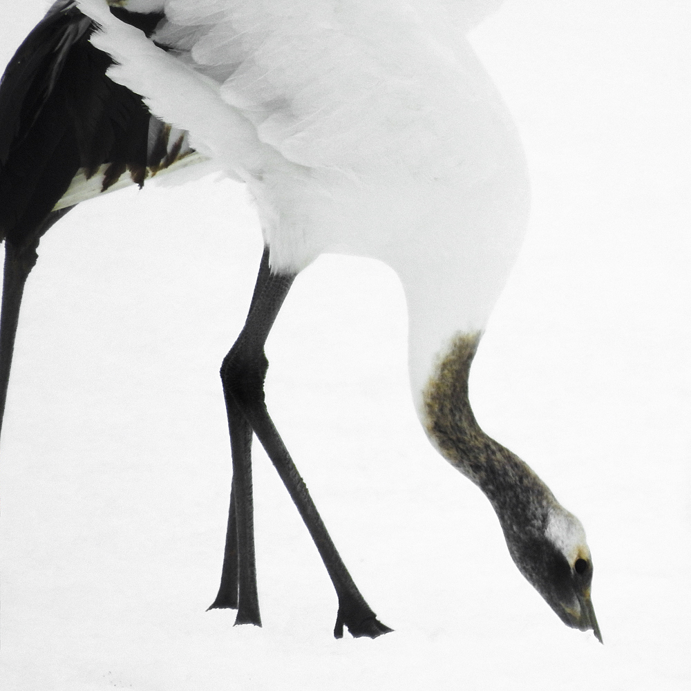 Tancho Birds 7