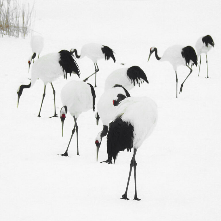 Tancho Birds 9