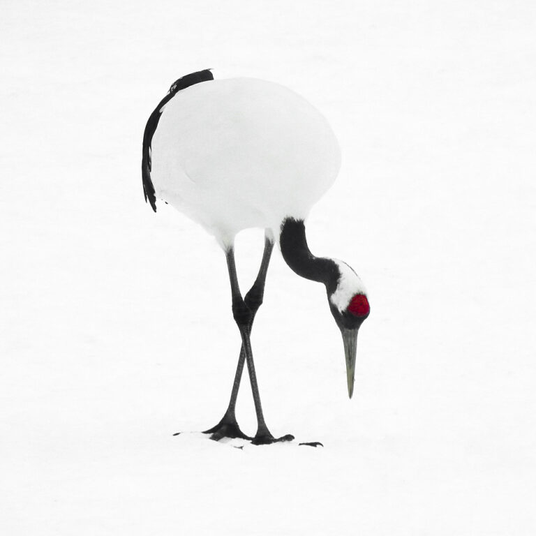 Tancho Birds 13