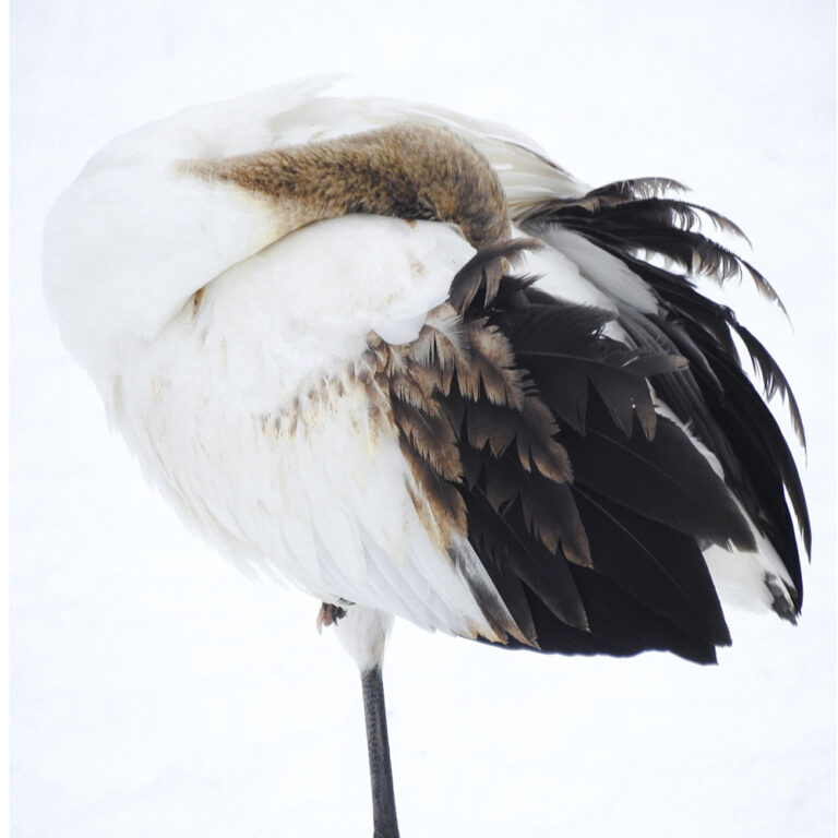 Tancho Birds 14