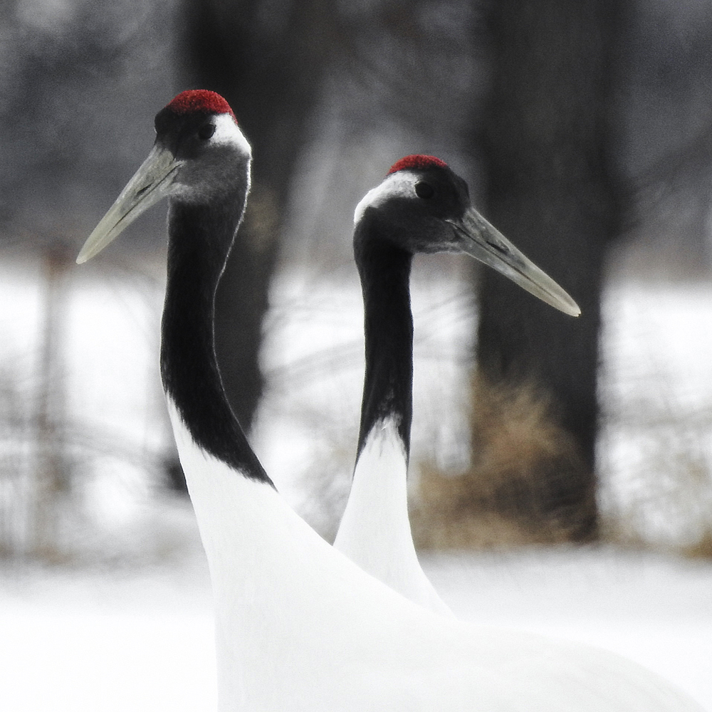 Tancho Birds 17