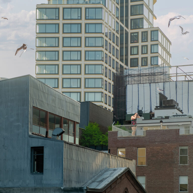 The Birds