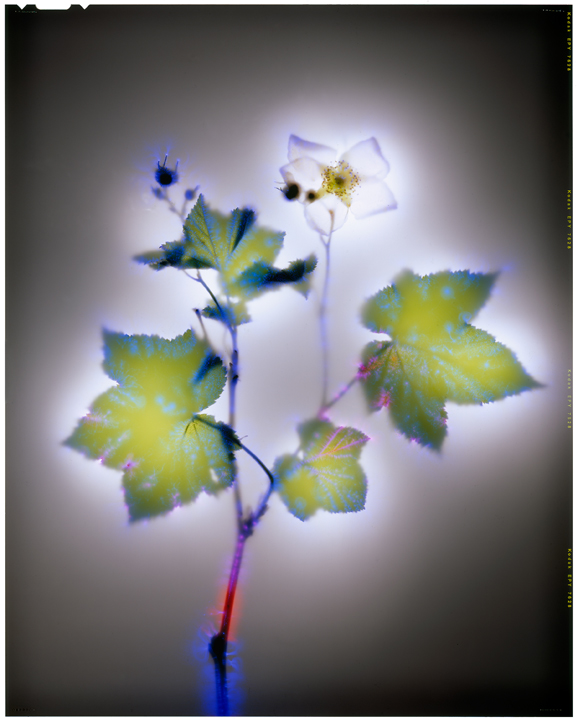 Thimbleberry