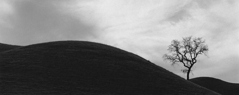Tree #22, California