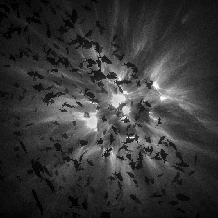 Underwater 14