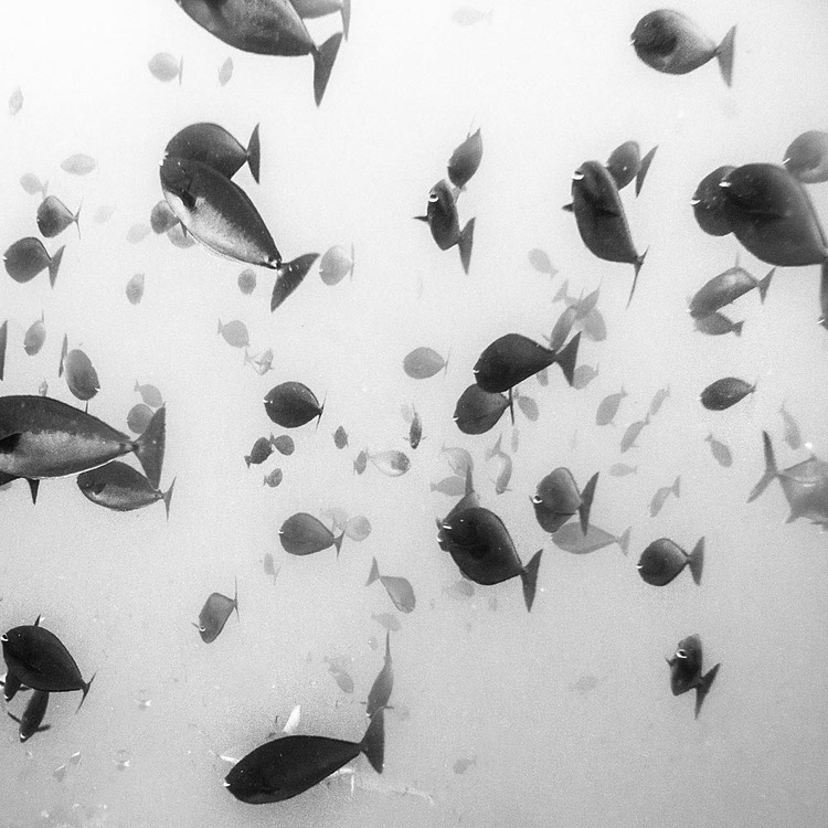 Underwater 15