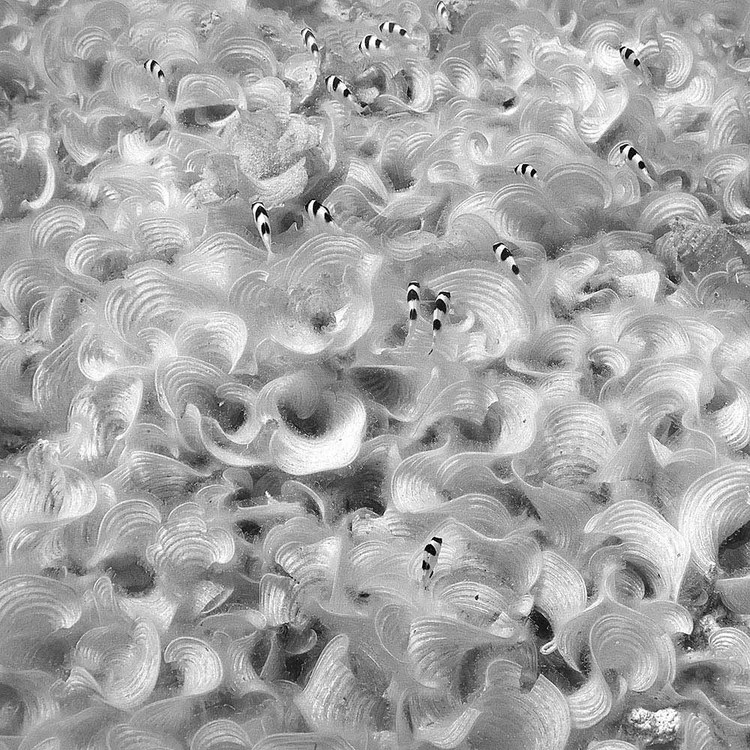 Underwater 16