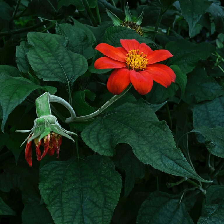 Mexican Sunflower