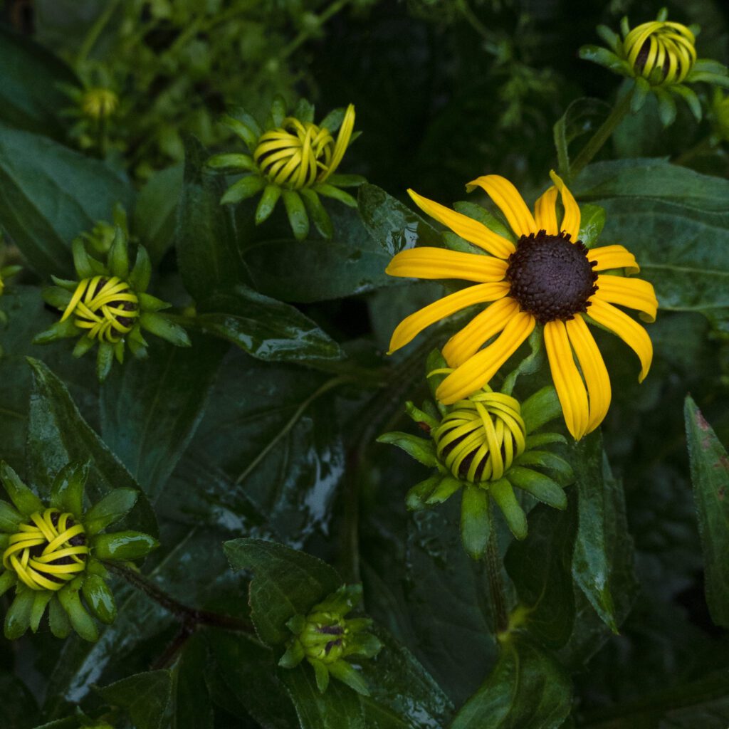 Black-eyed Susan