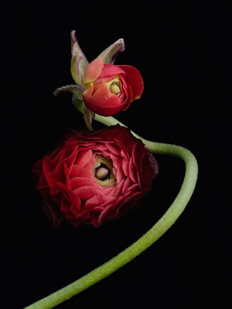 Red Ranunculus