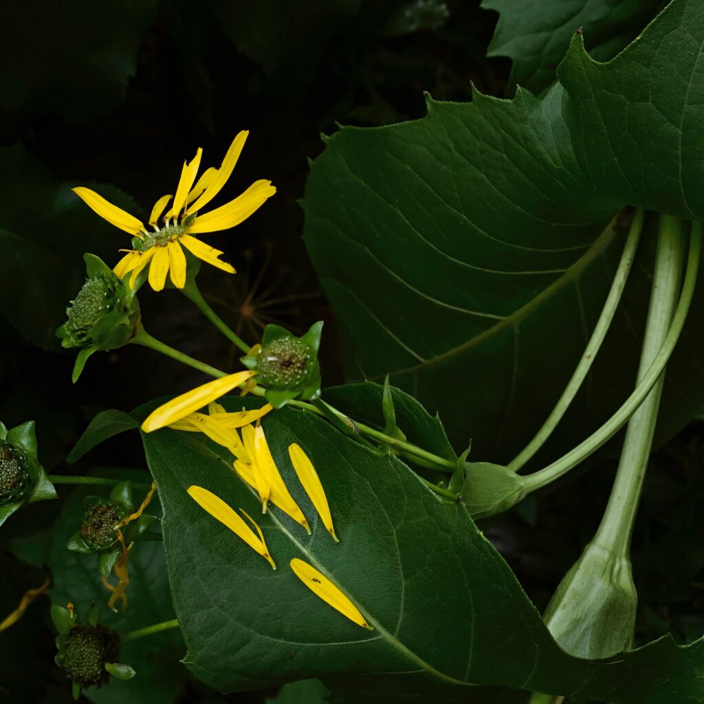 Cup Plant