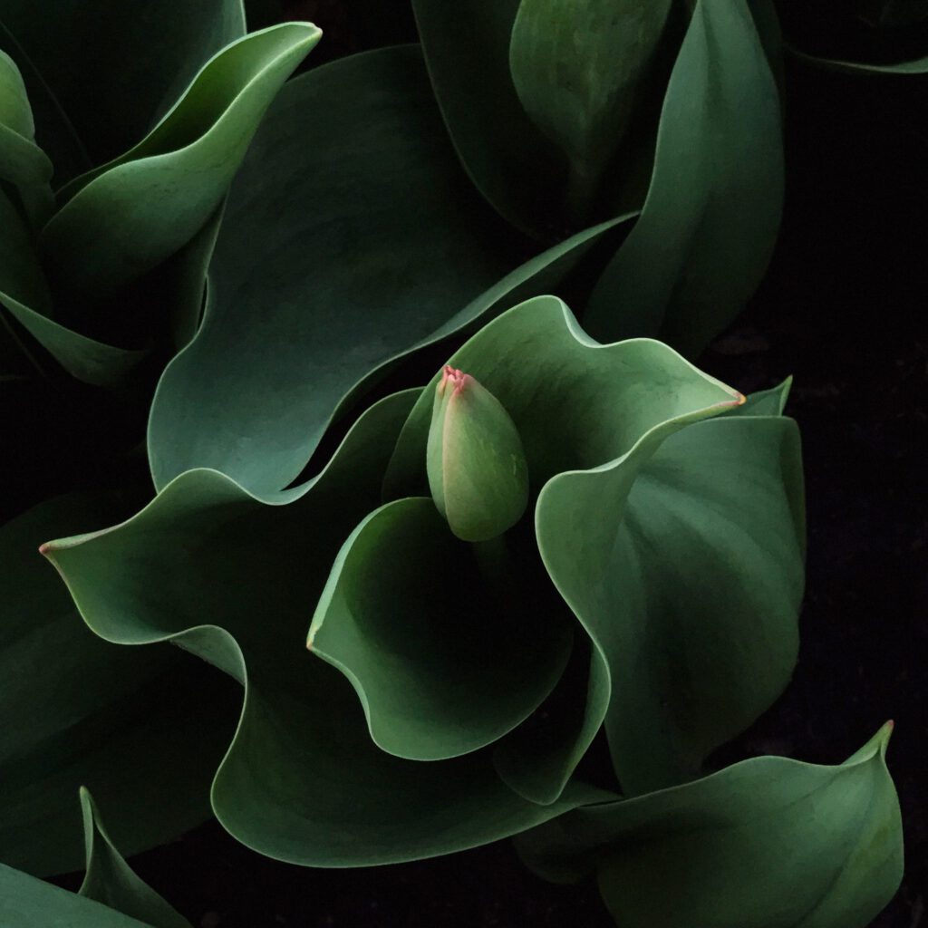 Tulip Abstract No 4
