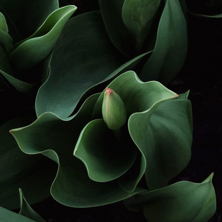 Tulip Abstract No 4