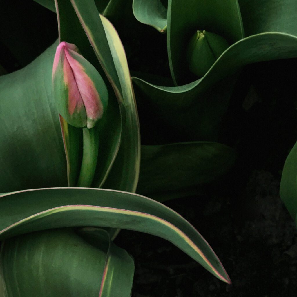 Pink Tulip No 8