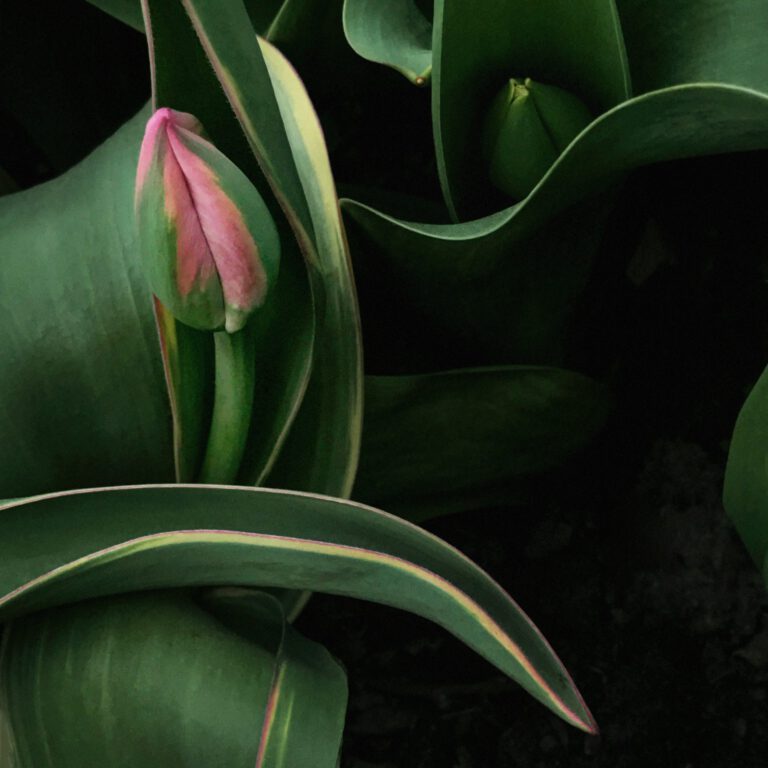 Pink Tulip No 8