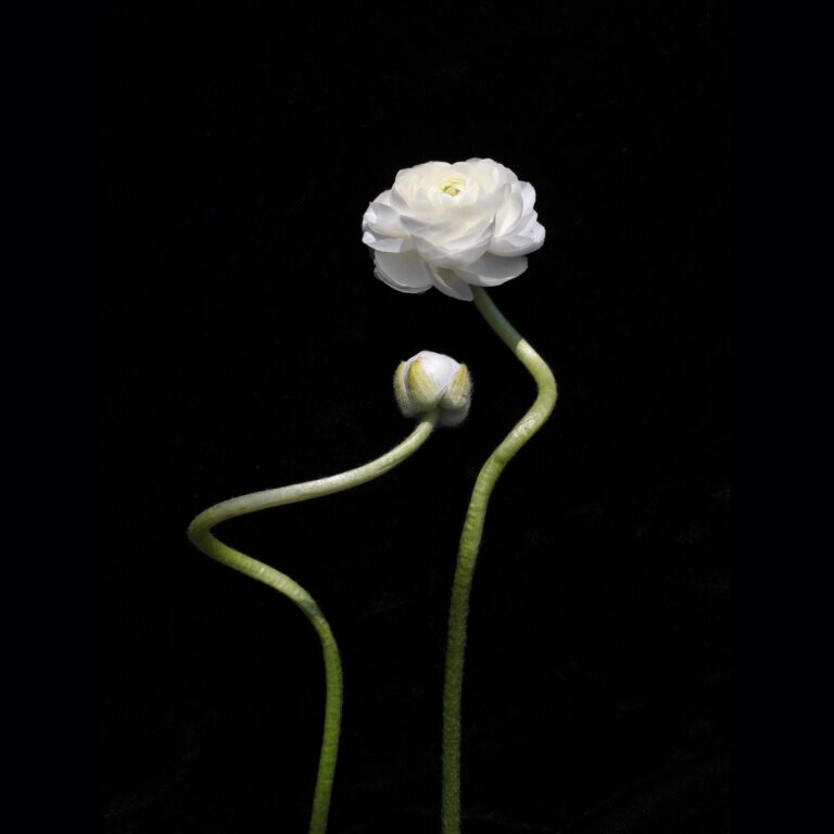 White Ranunculus