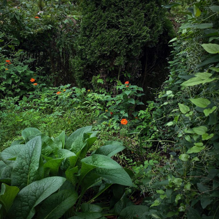 My Backyard