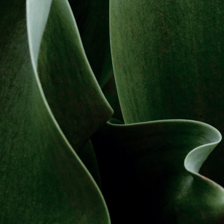 Tulip Abstract No 5