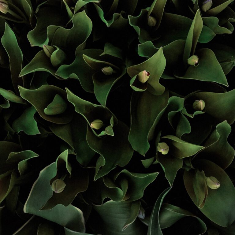 Tulip Abstract No 7