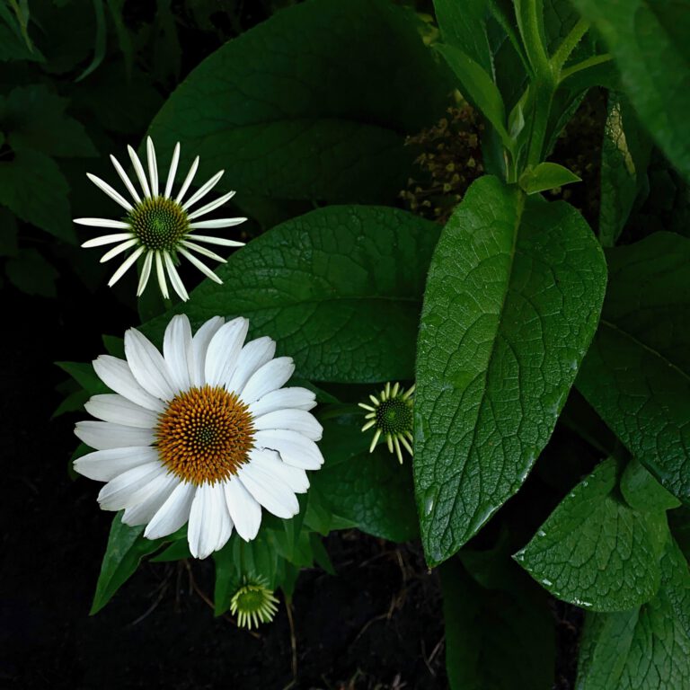 White Coneflower